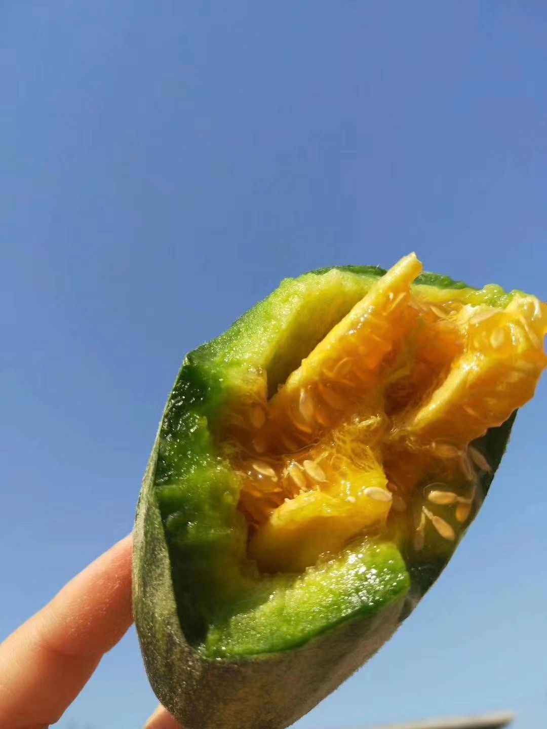 博洋甜瓜 山东省聊城市莘县 一级果