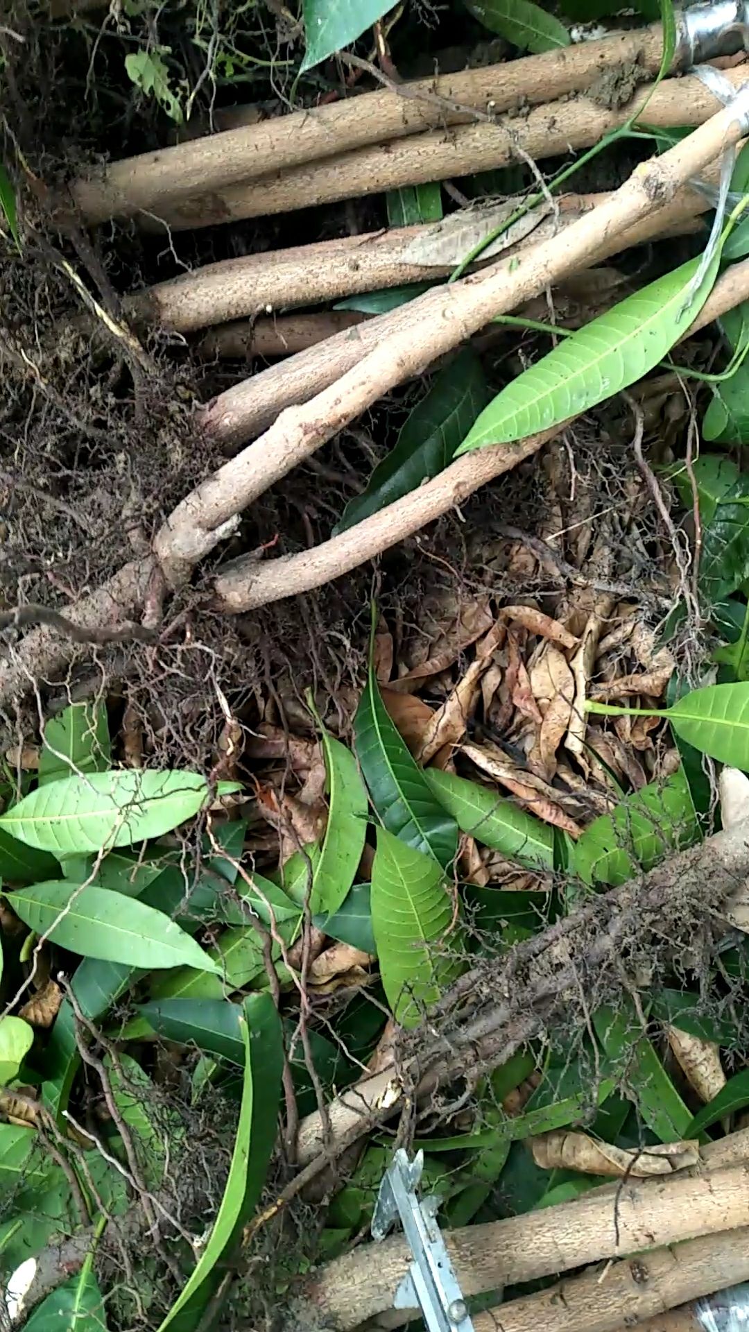  芒果苗（金煌）