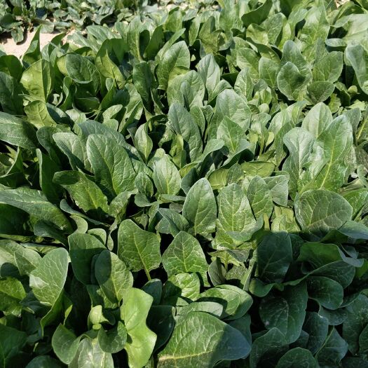 滨州 菠菜20公分左右