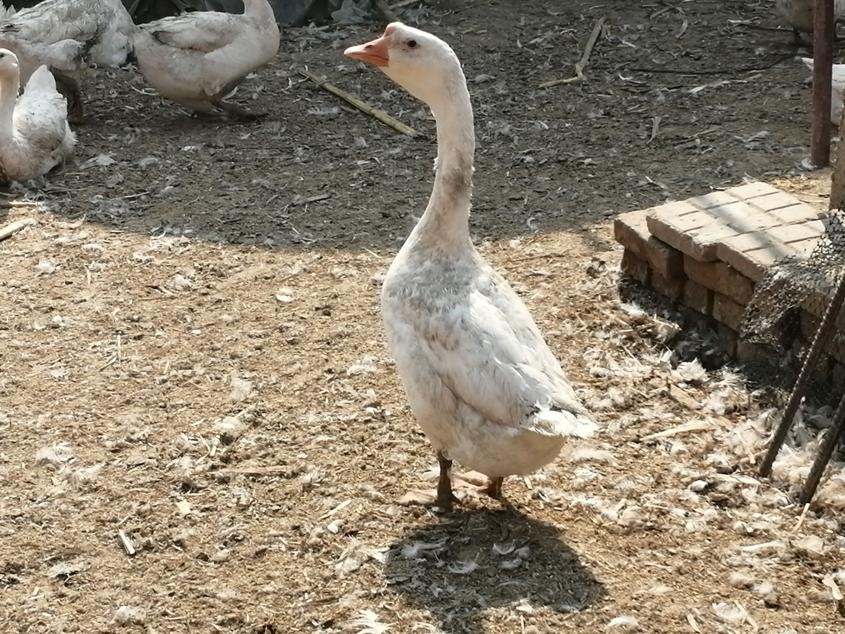  大量批发鹅蛋（新鲜鹅蛋）