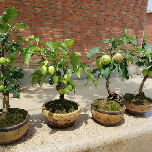 临沂十万苹果盆栽，基地直发。