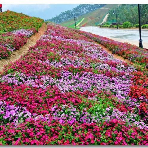 无锡 石竹花种子美国石竹五彩石竹常夏石竹多年生耐寒景观园林花卉种子