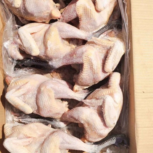 莘县白条鸡 青脚麻母鸡，纯干无水  现货出售