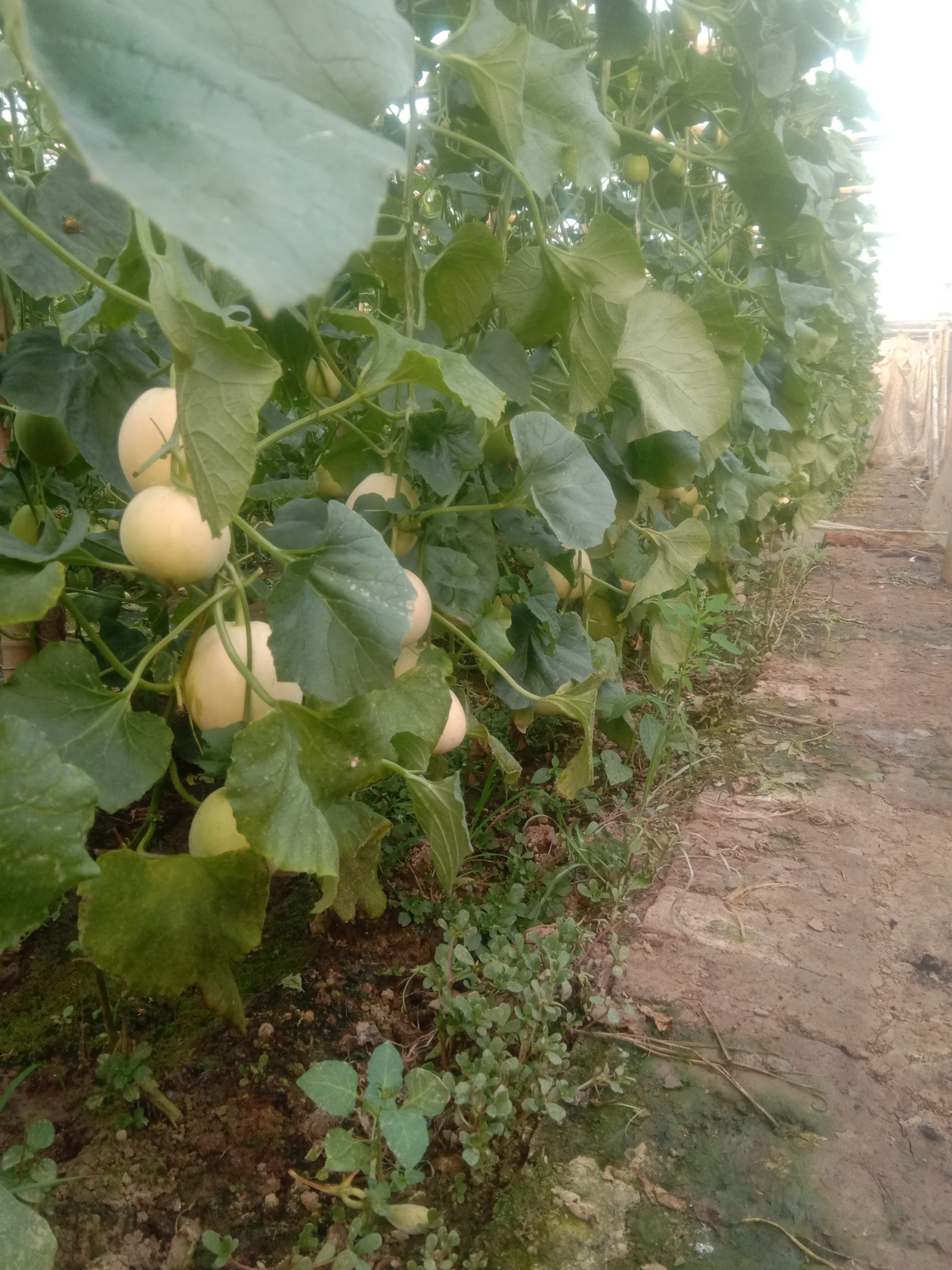 星甜甜瓜  甜瓜大量上市有需要老板联系，降价中