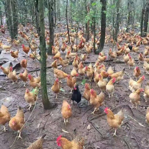 衡阳绿壳鸡苗  麻羽高产绿壳蛋鸡苗