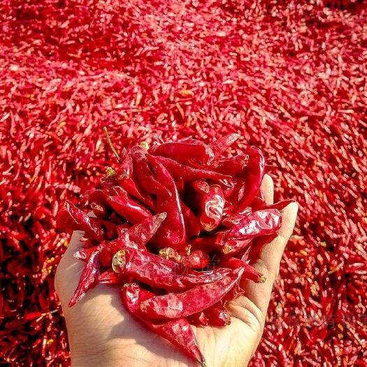 许昌 大量出售三樱干辣椒
