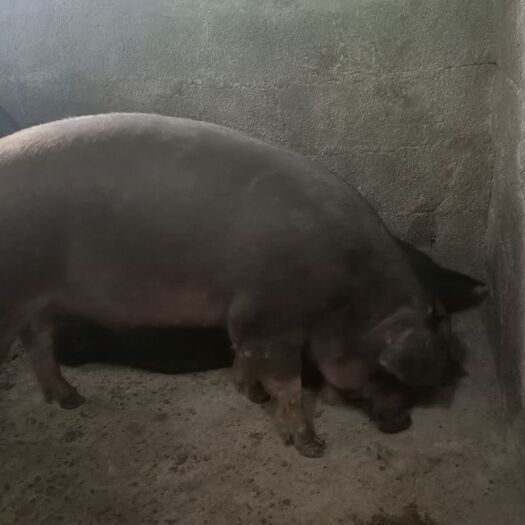 金平县 放心好猪肉 生活更建康