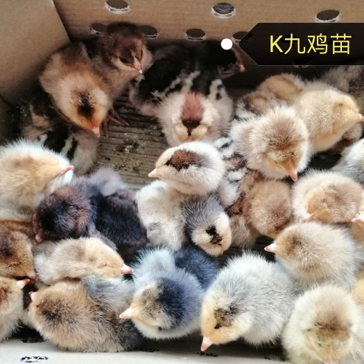 南宁 K九鸡苗