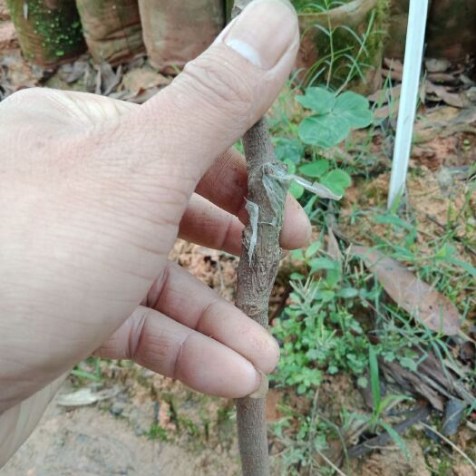 灵山县 石硖龙眼苗