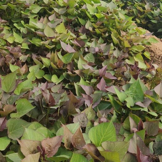 夏津县西瓜红红薯苗  高产六鳌蜜薯西瓜红原种脱毒苗，保证成活