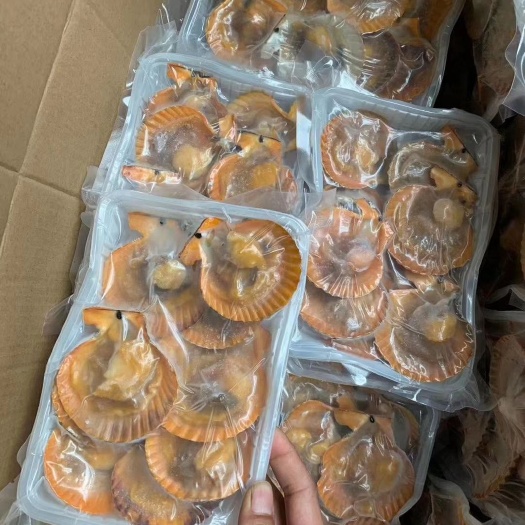 东山县黄金贝 半壳扇贝