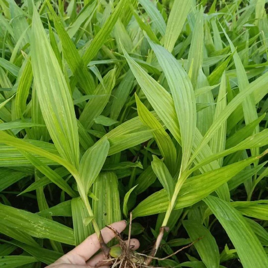 保山白花白芨苗 紫花白及白花白及苗