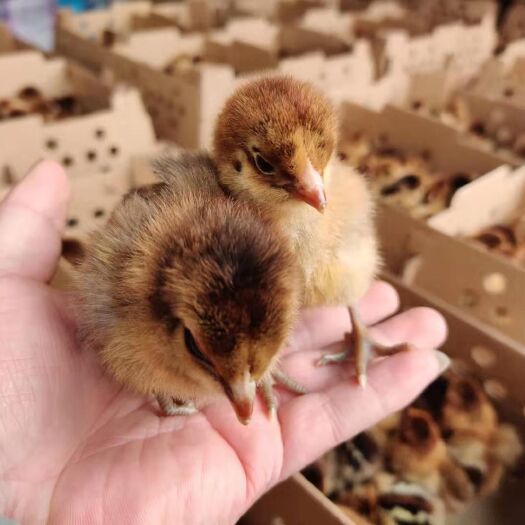 昆明 纯种铁脚麻鸡苗 厂家直销 假一赔十 包活到家