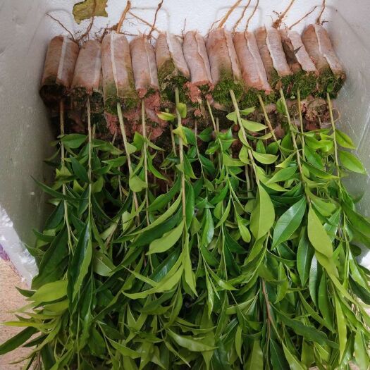 灵山县 沉香苗