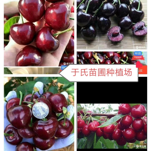 苍溪县美早 红灯 红妃 俄罗斯8号 玛瑙红 乌克兰黑珍珠等品种