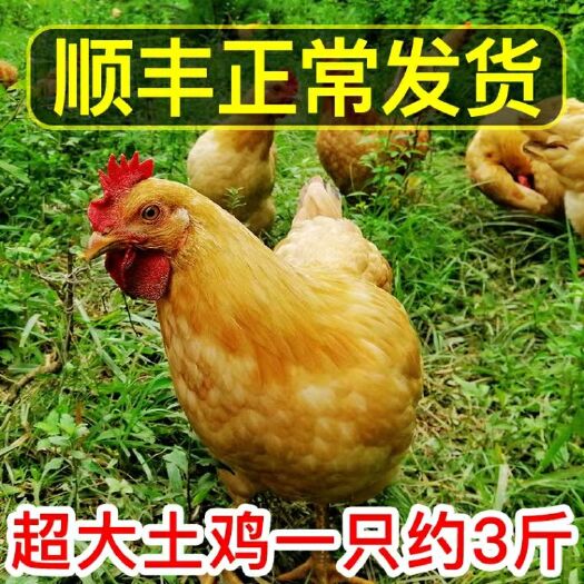 如东县 正宗散养365天以上土鸡，农家老母鸡，自养活鸡