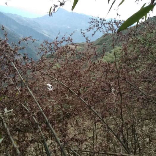 峨边县八月笋 四川8月笋种子