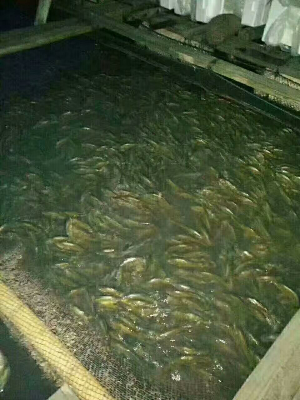  渔之源咸香大黄鱼手工腌制调味新鲜脱脂黄鱼，免杀免洗咸香黄鱼