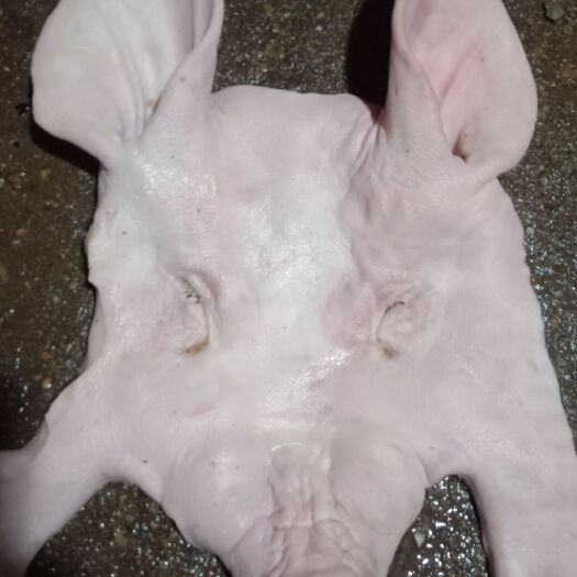 猪皮  新鲜带耳标准头皮，4至5斤，货源稳定可长期合作供货，