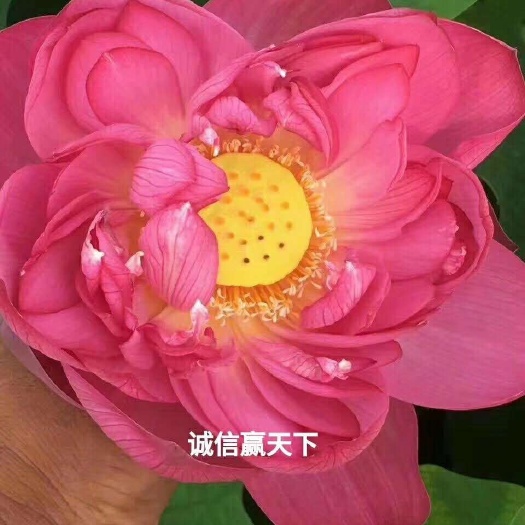 安新县荷花  保质保量，成活率高