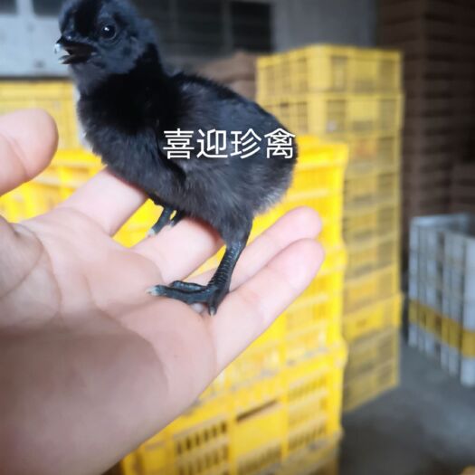 广州五黑鸡苗，改良版五黑绿壳蛋鸡苗，体重大，绿壳率高达9成以上