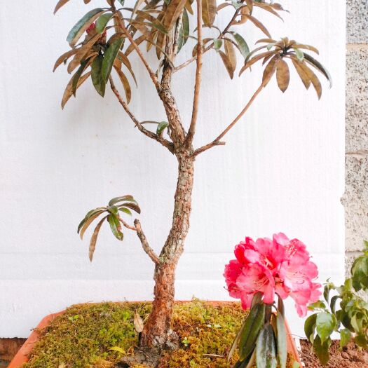 富源县 马缨杜鹃花，马缨花，造景盆栽，绿化工程等