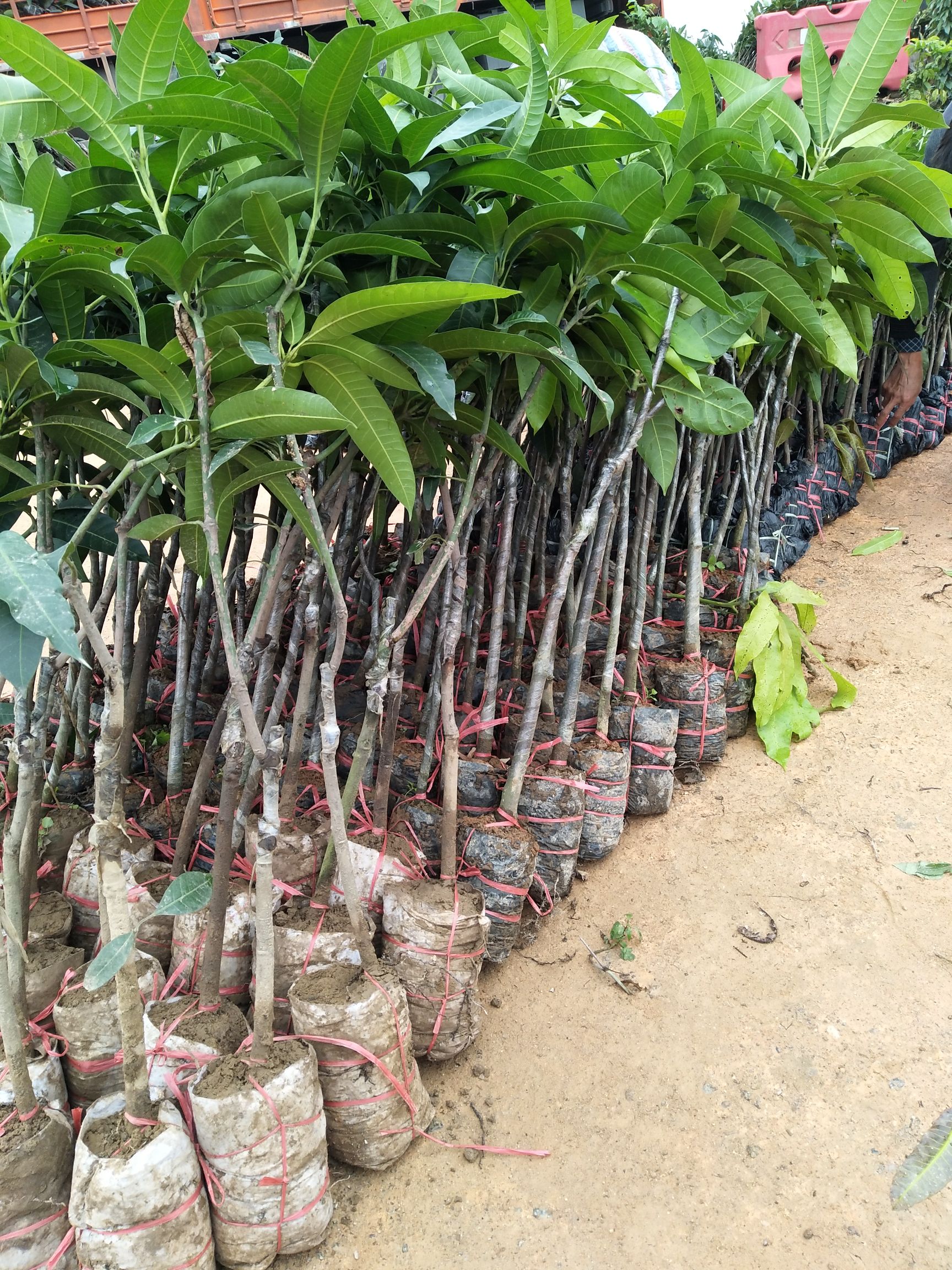  芒果苗（金煌）