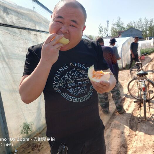 单县东方蜜甜瓜  红心翠梨大量上市