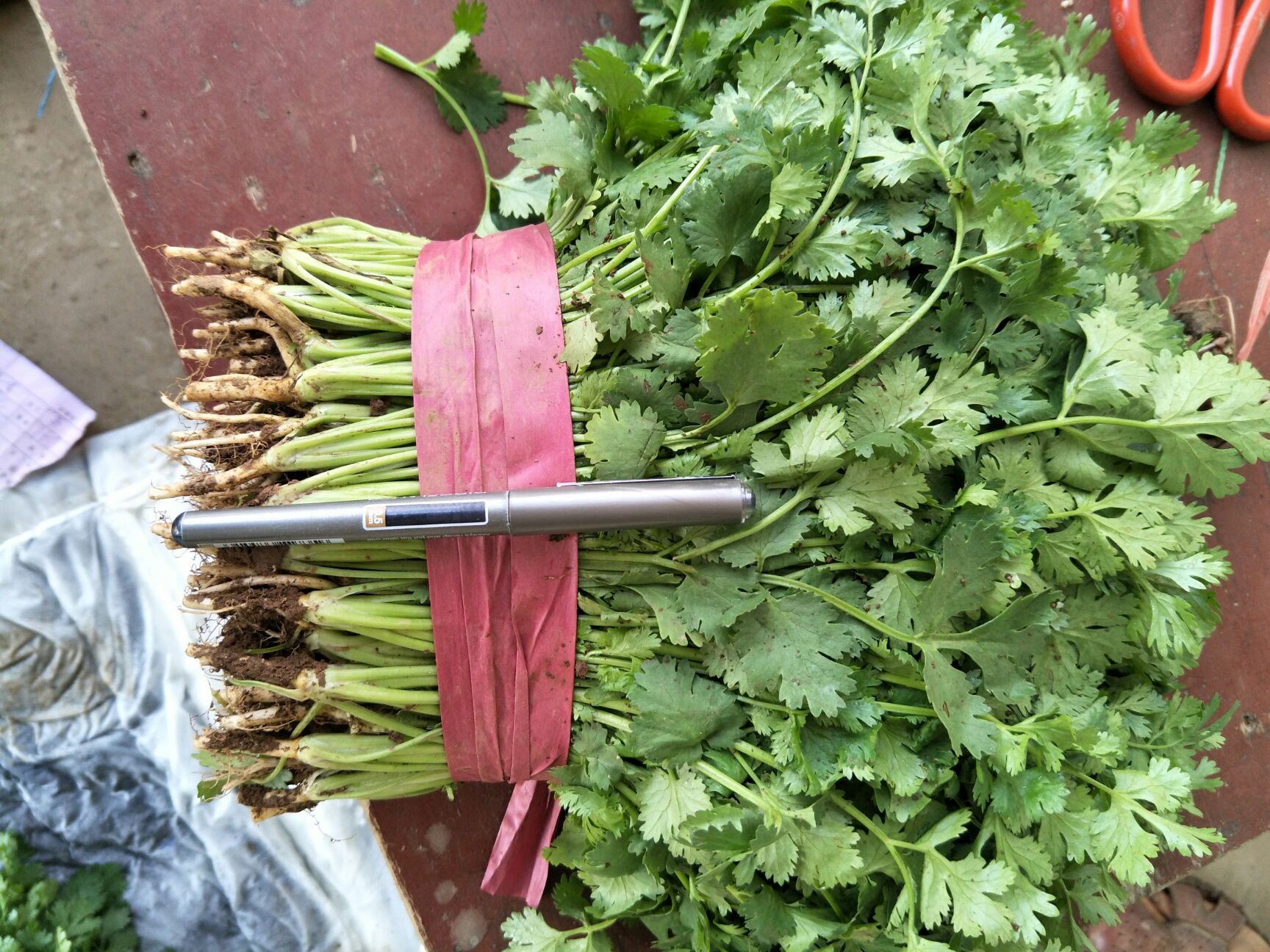  大量供应精品香菜发往全国各地超市**