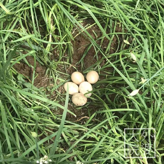 如东县 农家正宗散养土鸡蛋，天然自养草鸡蛋，柴鸡蛋，笨鸡蛋