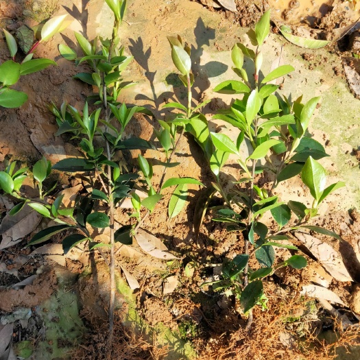 郴州 茶梅小苗，价格便宜货好