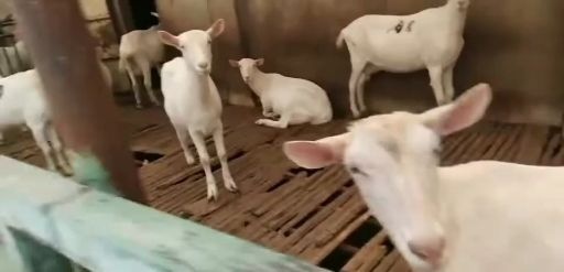 富平县肉羊 17一斤