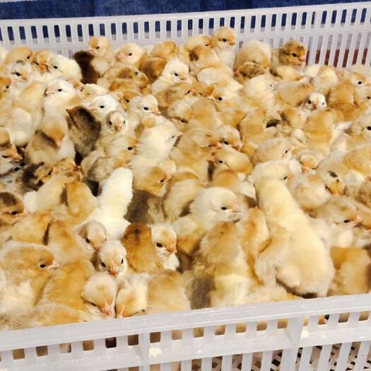 衡南县 南湘黄鸡苗
