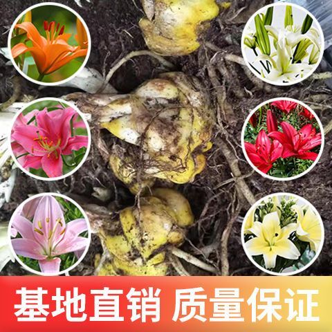 昆明百合花 百合