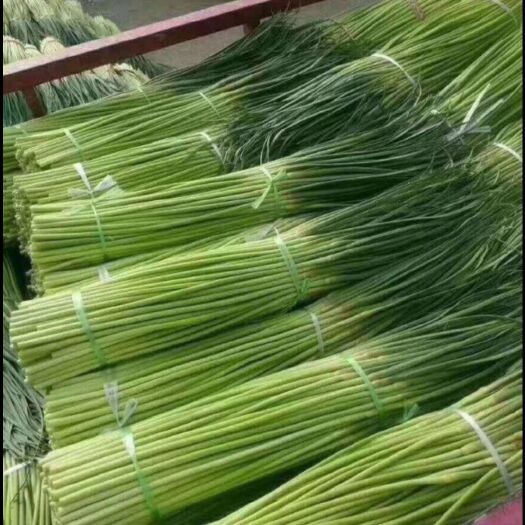 邳州市红帽蒜薹 江苏邳州蒜台