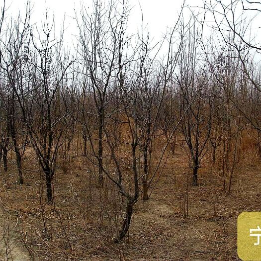 永宁县 枣树苗