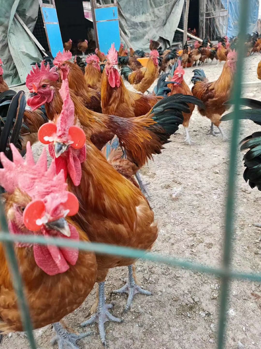 珍珠鸡苗 珍珠鸡，五黑，红摇，鲁花鸡，土鸡，