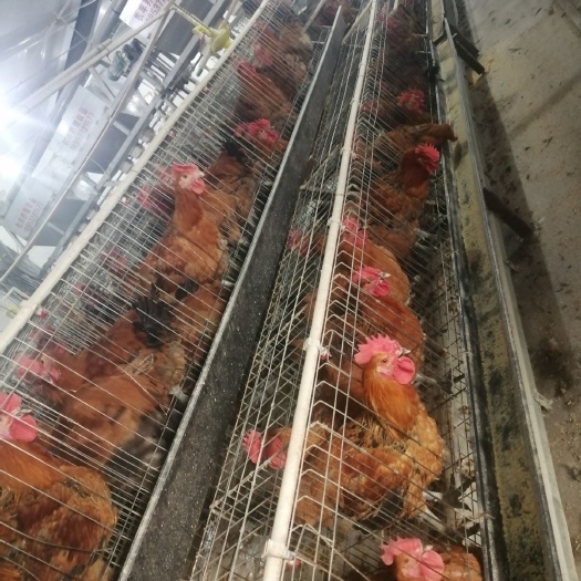 嘉祥县青脚土鸡苗 青脚麻鸡。
