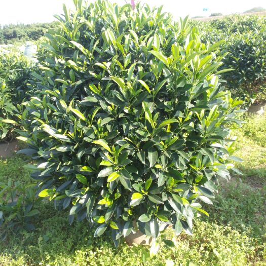 非洲茉莉 高度一米以上 ，冠服八十以上，大量现货 ，各种规格