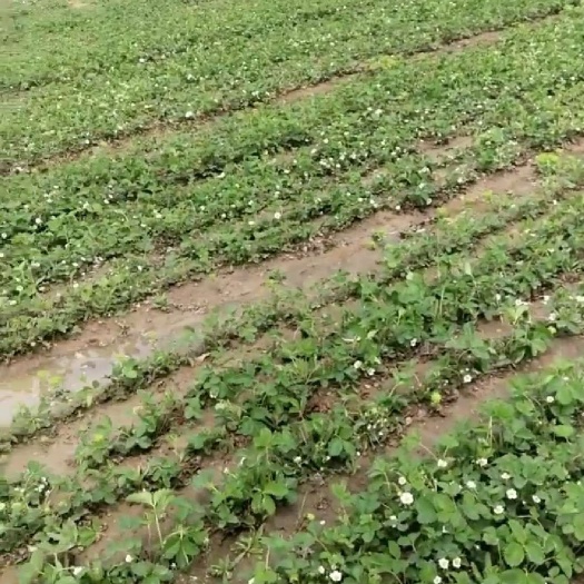 东海县久香草莓苗 10~20公分 地栽苗