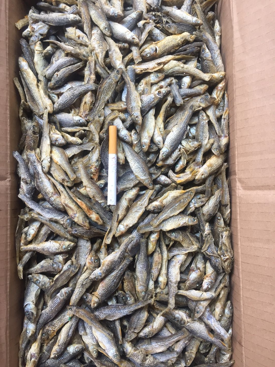 小麥穗魚干 精品麥穗魚