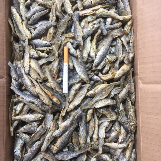 长沙小麦穗鱼干 精品麦穗鱼