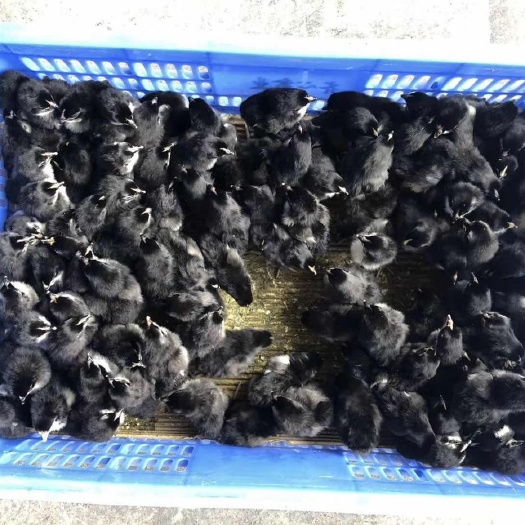 单县 纯种芦花鸡蛋鸡苗出壳鸡活体包活到手