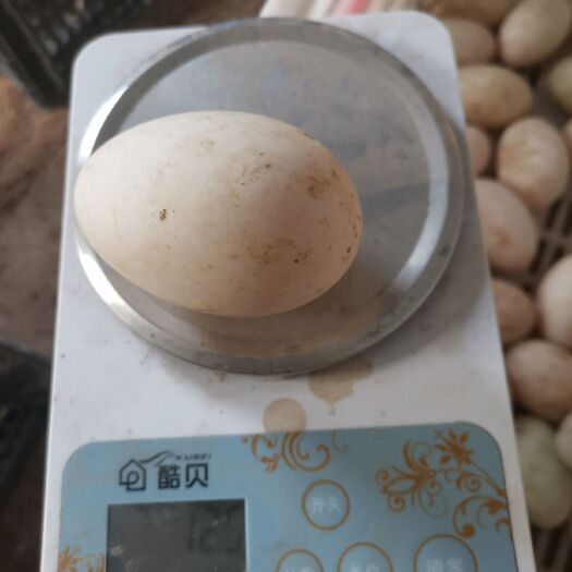 济南 超大鸭蛋，双黄蛋