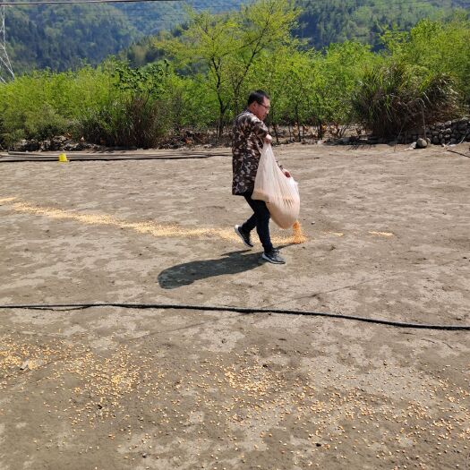 青阳县 九华山散养土鸡蛋