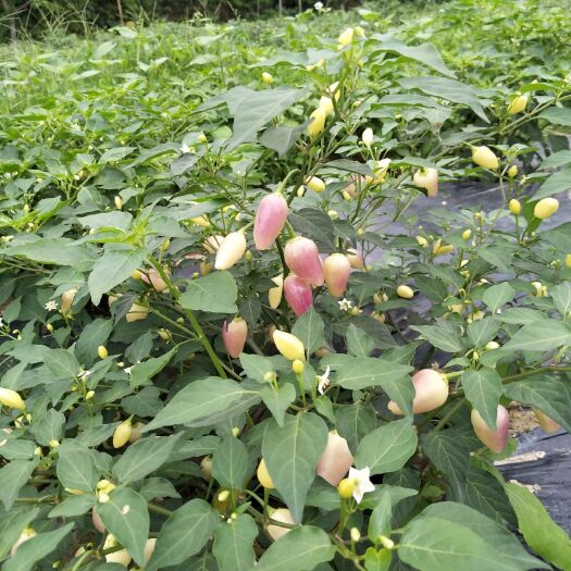 博白县 五彩椒七彩椒