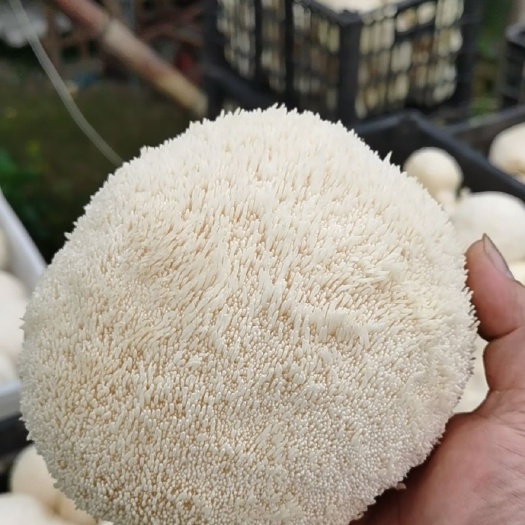 三穗县 猴头菇，鲜菇