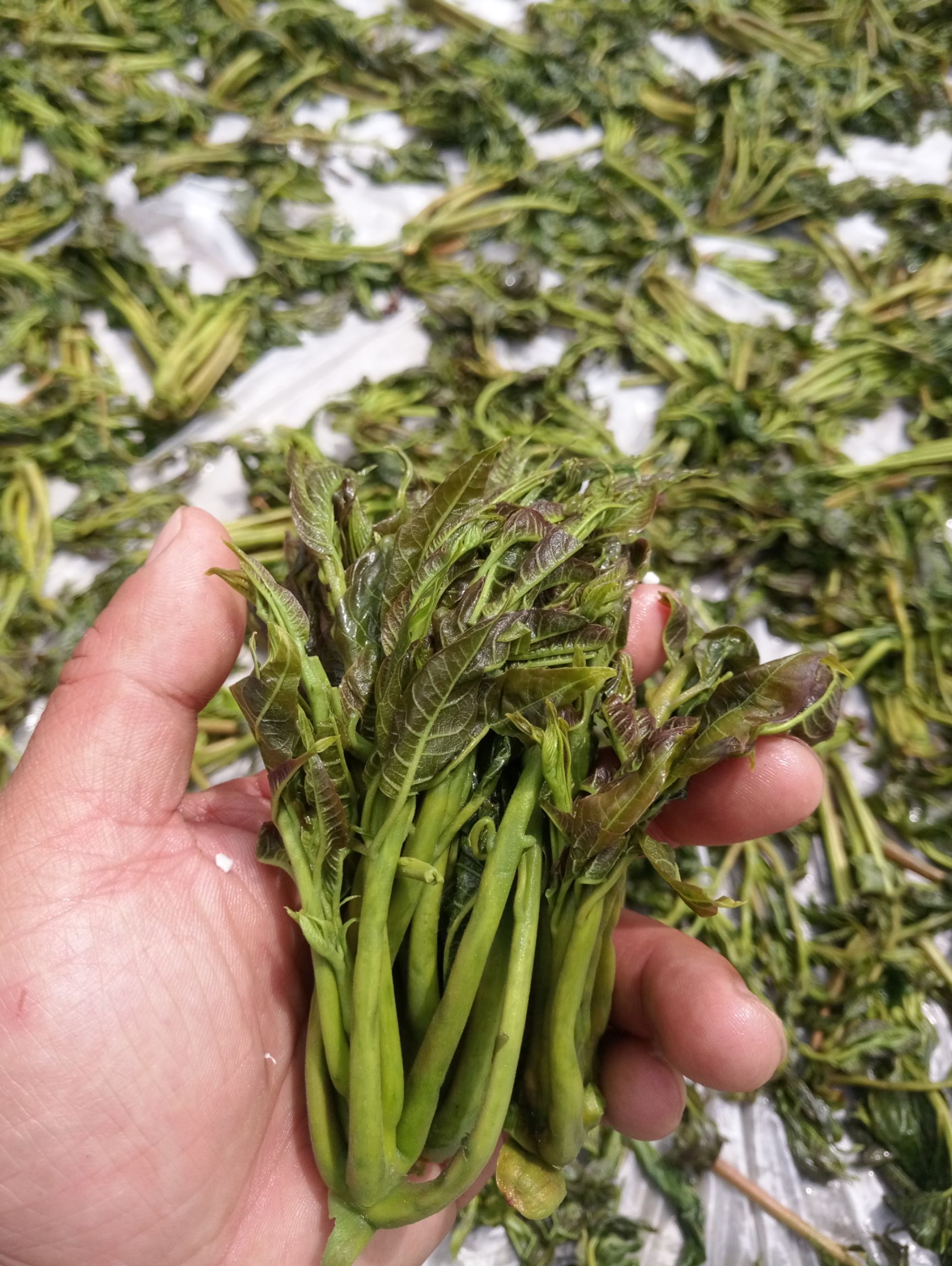 有机香椿芽 红油香椿芽腌制咸菜 500g /瓶