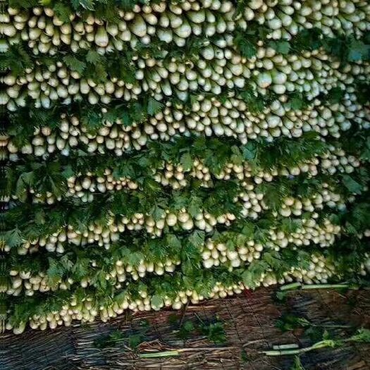 金乡县西芹