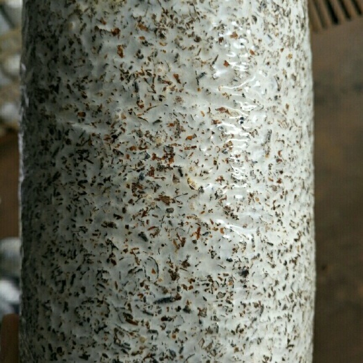 沛县 优质鸡枞菌包，保质保量，价格美丽